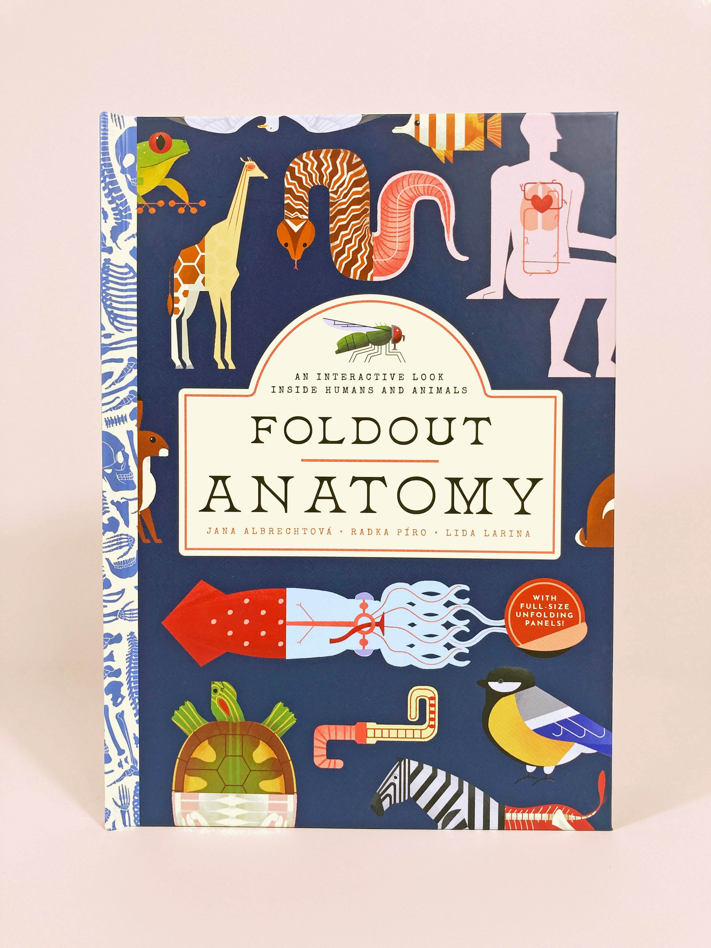 Foldout Anatomy (Interactive Children's Book) Dainty