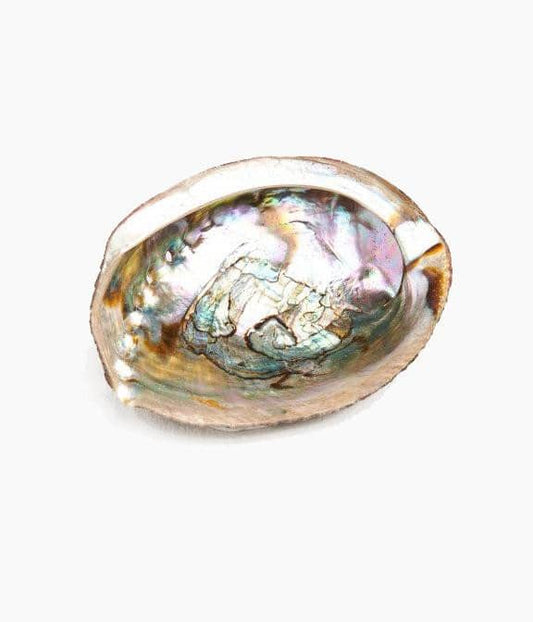 Abalone Shell (5-6”) Dainty Accessories