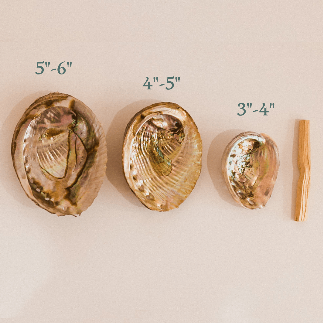 Abalone Shell (5-6”) Dainty Accessories